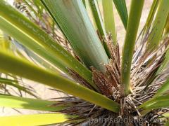 Trithrinax Brasiliensis inside