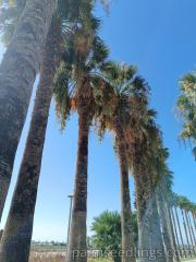 Washingtonia Filifera