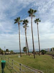 Washingtonia Robusta (3)