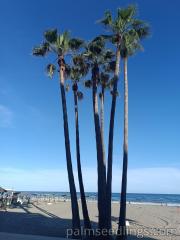 Washingtonia Robusta in a beach