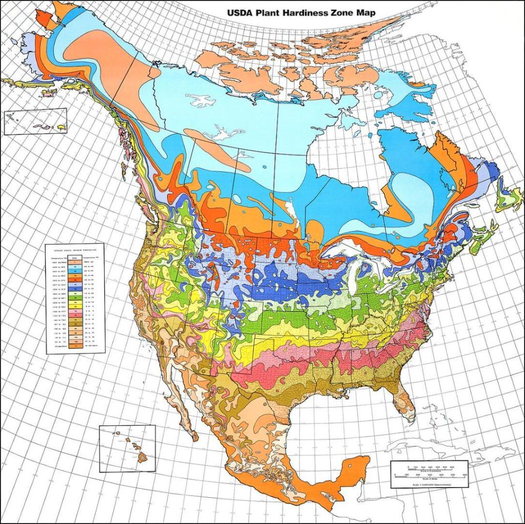 1200px-USDA_Hardiness_zone_map.thumb.jpg.172cbbd52746c4d61a48f86d62b9bb2b.jpg