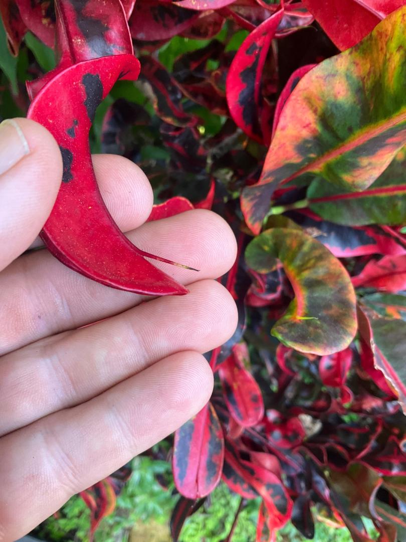 Is this a Stoplight or a Mammy croton? - TROPICAL LOOKING PLANTS ...