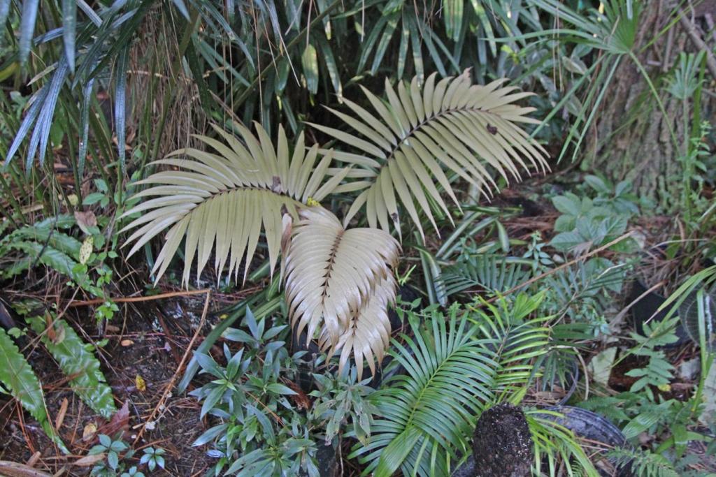 Zamia standleyi.jpg