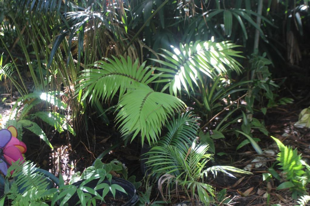 Zamia standleyii.JPG