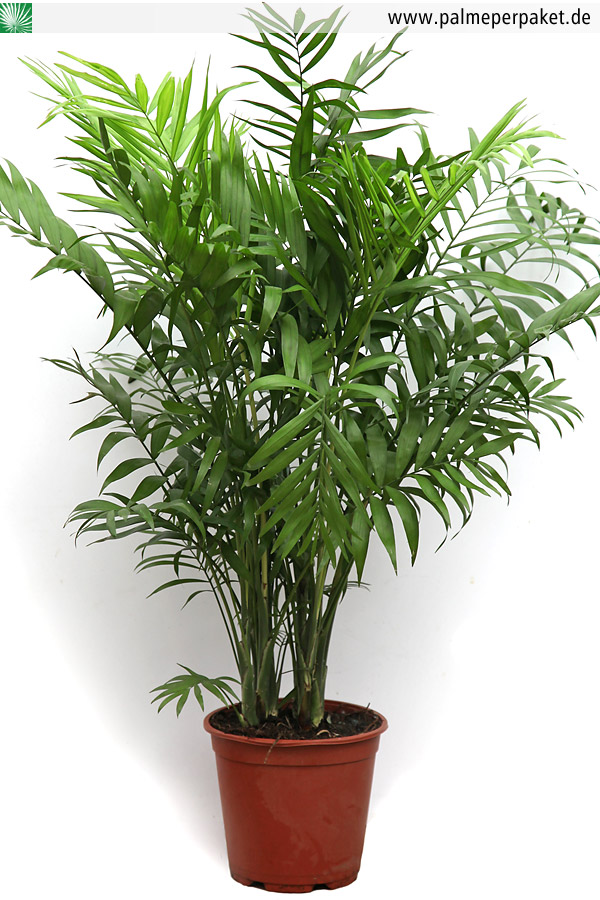 Big Chamaedorea Elegans - PALMS IN POTS - PalmTalk