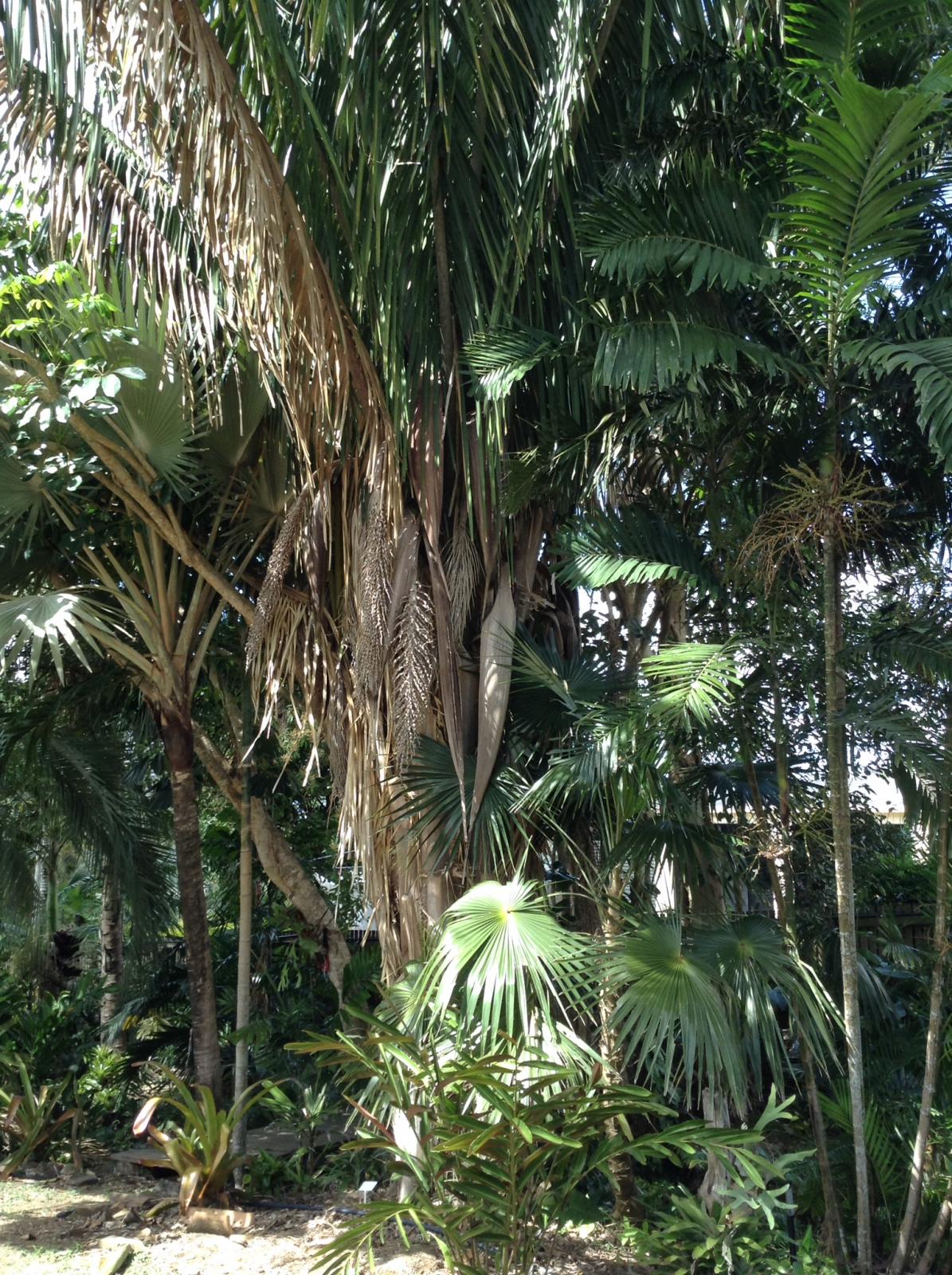 Attalea butyracea - DISCUSSING PALM TREES WORLDWIDE - PalmTalk