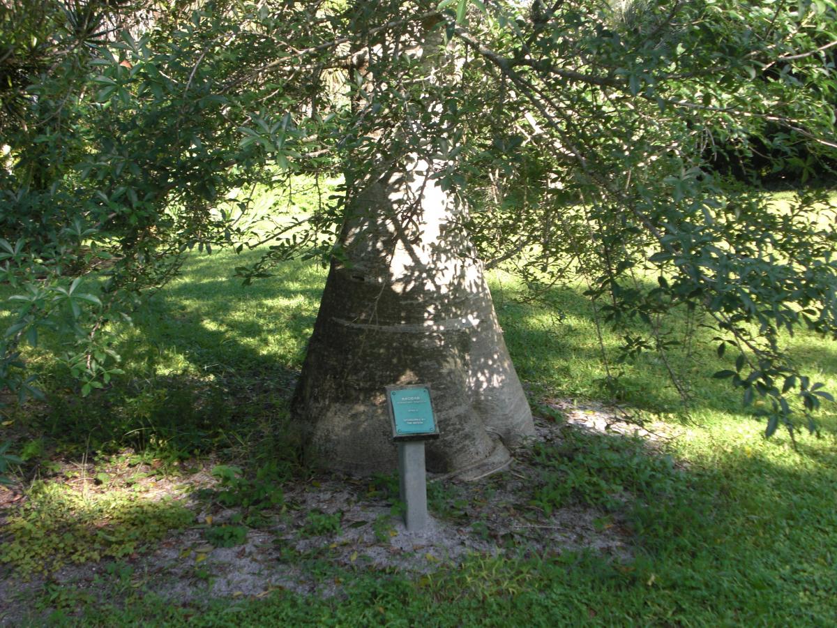 large Baobab  Tree Adansonia digitata in Ft Lauderdale 