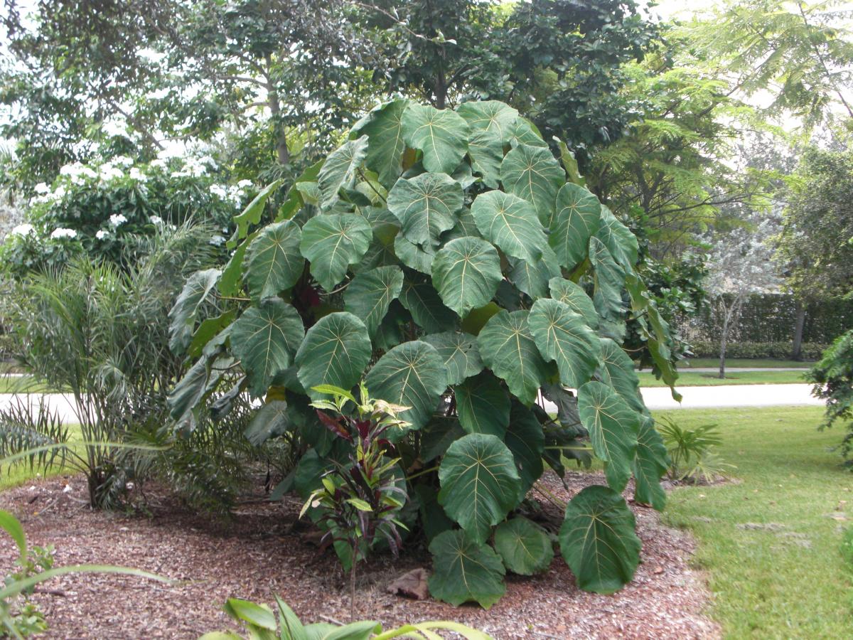 Macaranga grandifolia- giant leaves - TROPICAL LOOKING PLANTS - Other ...