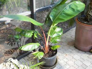 Ravenala sp. 'Honkondambo' – Red Travellers Palm – Buy seeds at