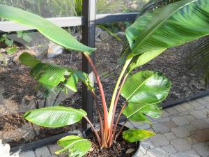 Ravenala sp. 'Honkondambo' – Red Travellers Palm – Buy seeds at