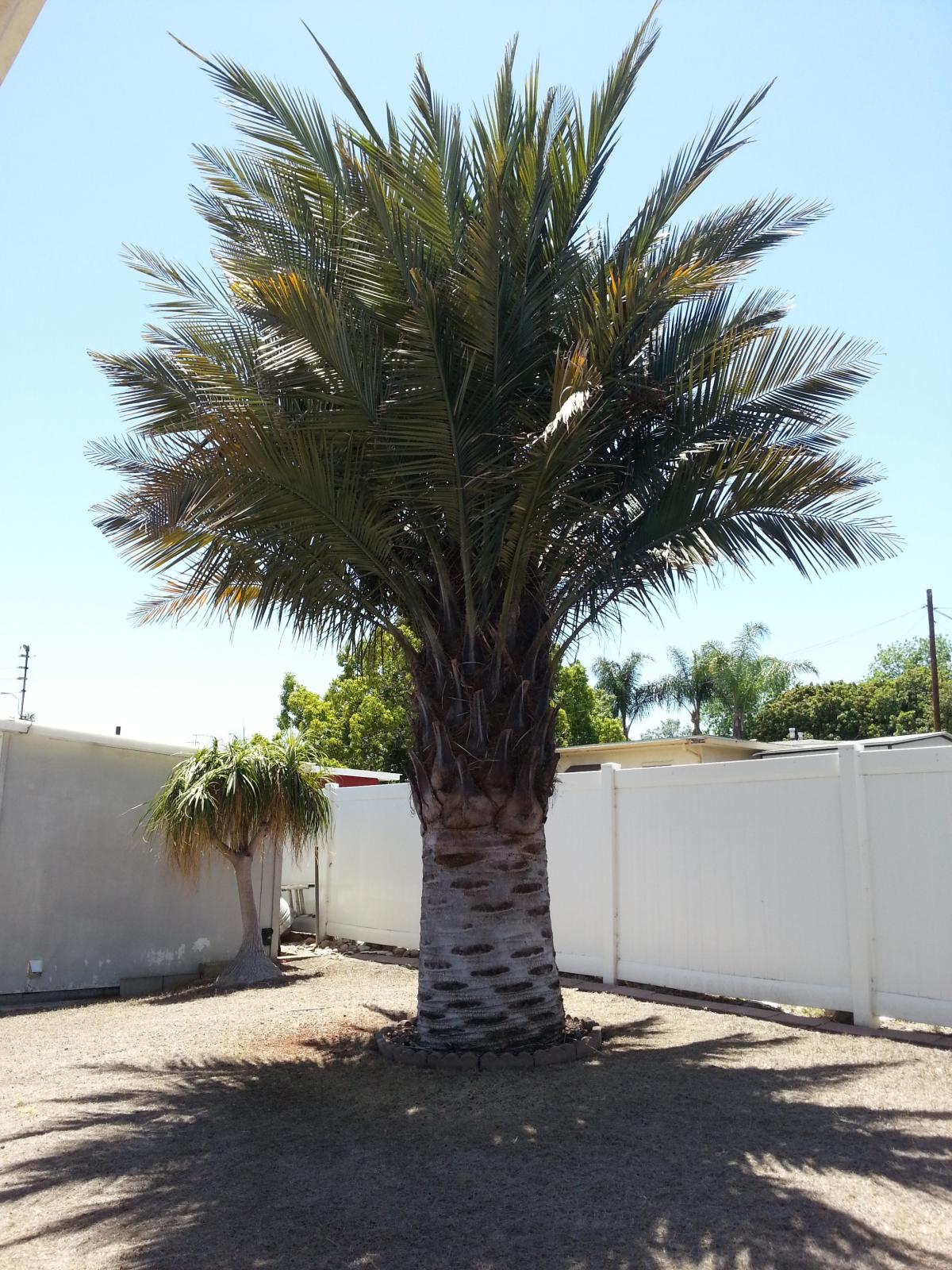 20' tall Jubaea for sale - For Sale - PalmTalk