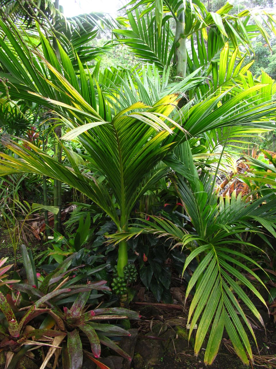Areca ipot - DISCUSSING PALM TREES WORLDWIDE - PalmTalk