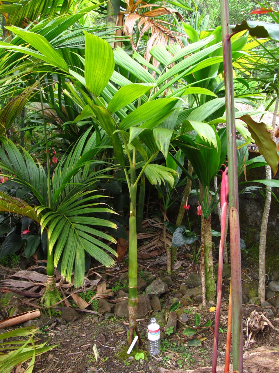 Areca novohibernica - DISCUSSING PALM TREES WORLDWIDE - PalmTalk