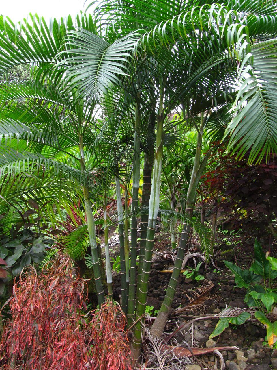 clumping Dypsis perfection - DISCUSSING PALM TREES WORLDWIDE - PalmTalk