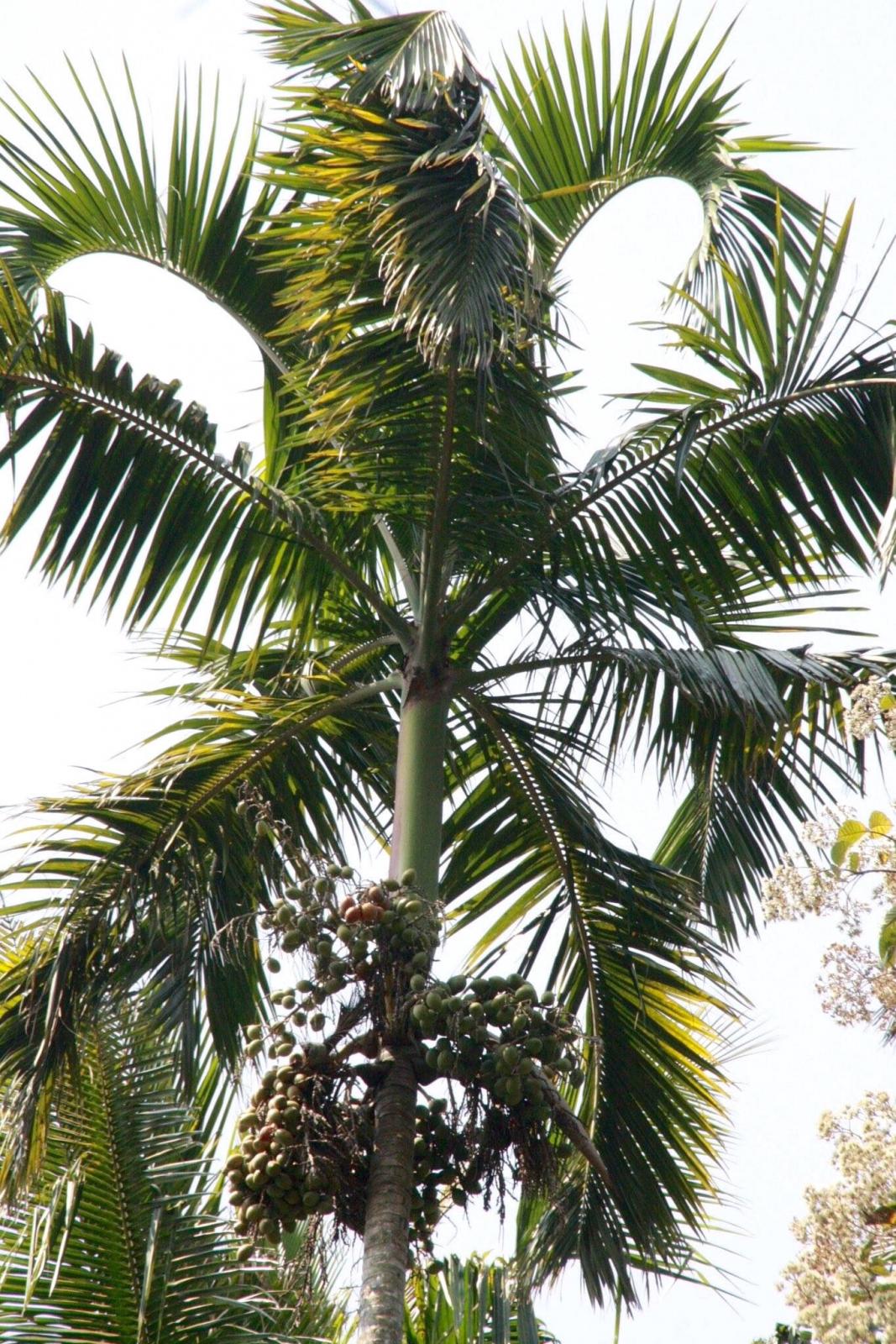 Rare Palm Discussing Palm Trees Worldwide Palmtalk