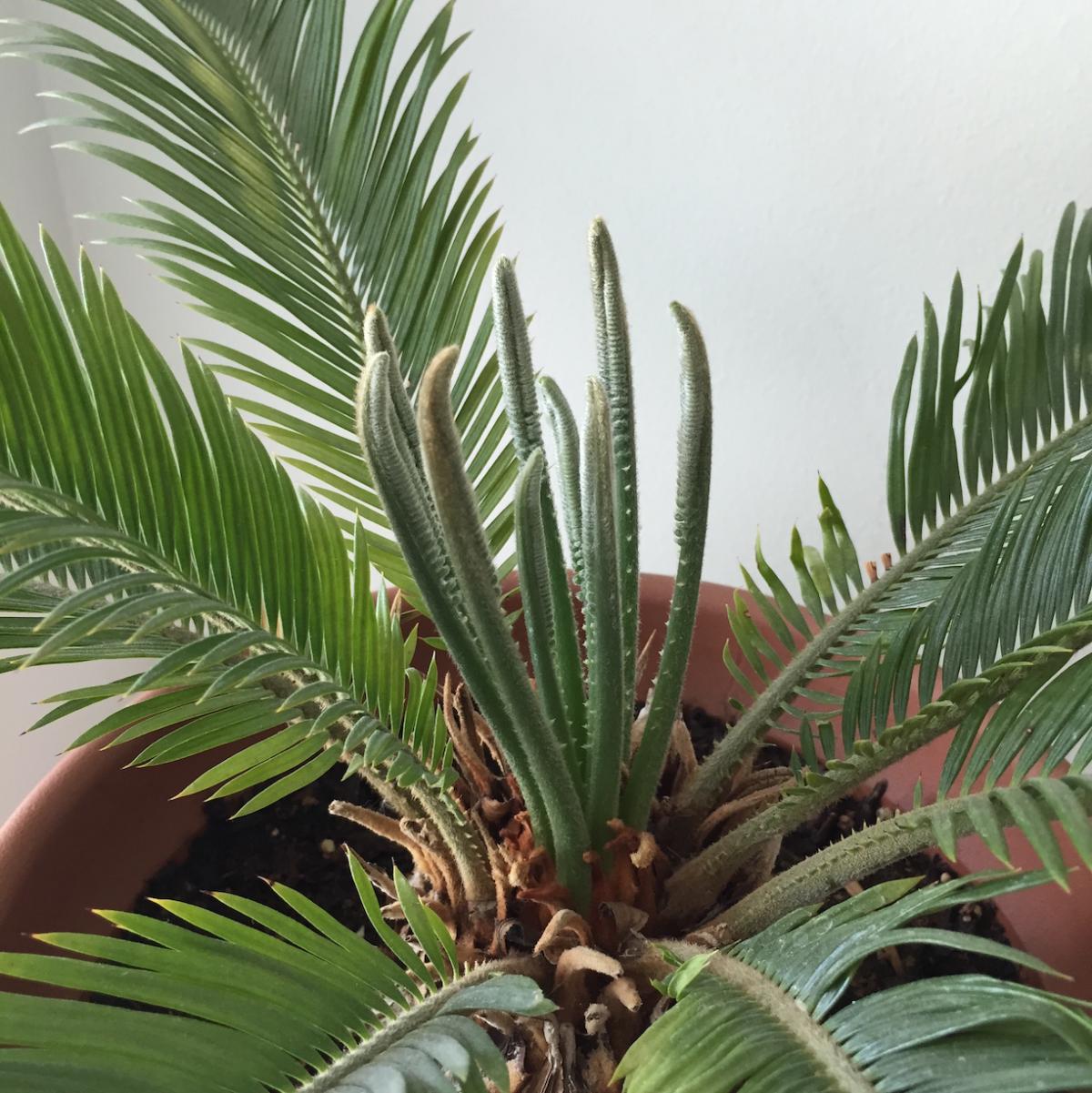 Cycas revoluta with sparse rachises - TROPICAL LOOKING PLANTS - Other ...