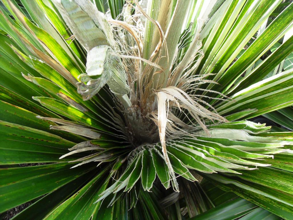 Coccothrinax crinita with meristem problems - DISCUSSING PALM TREES ...