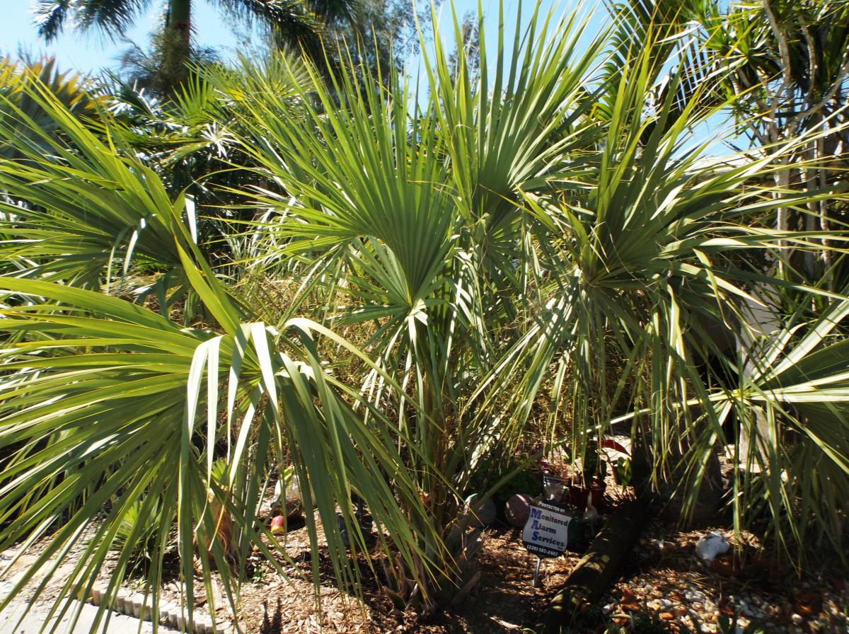 Sabal miamiensis & Sabal etonia - DISCUSSING PALM TREES WORLDWIDE ...