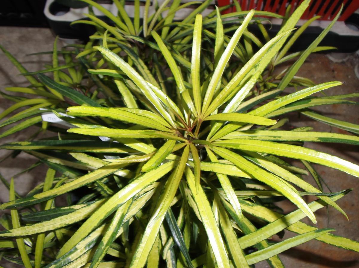 Osmoxylon lineare variegata: Miagos Bush with 