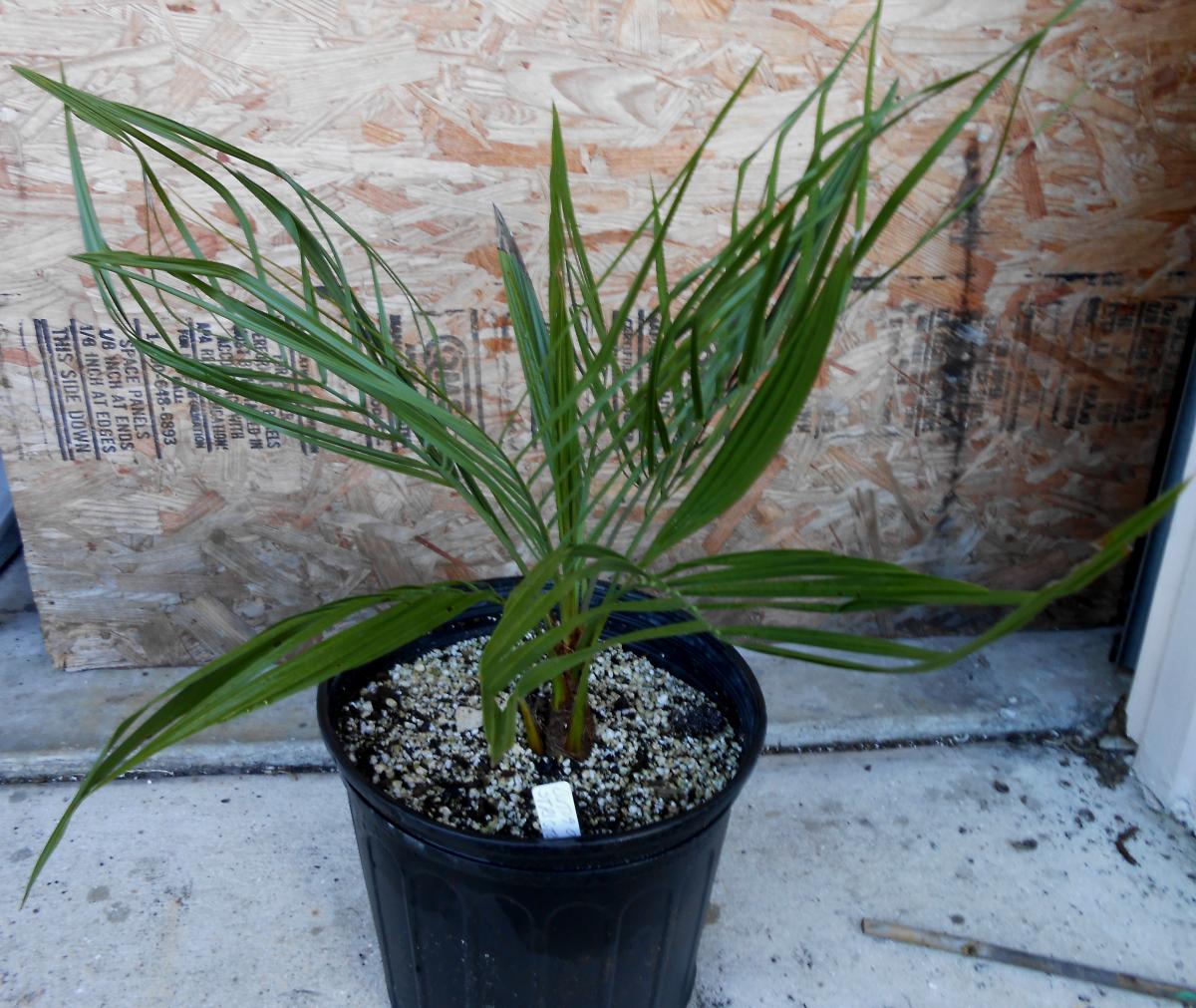 Butia odorata Strictor green 3g for sale - For Sale - PalmTalk