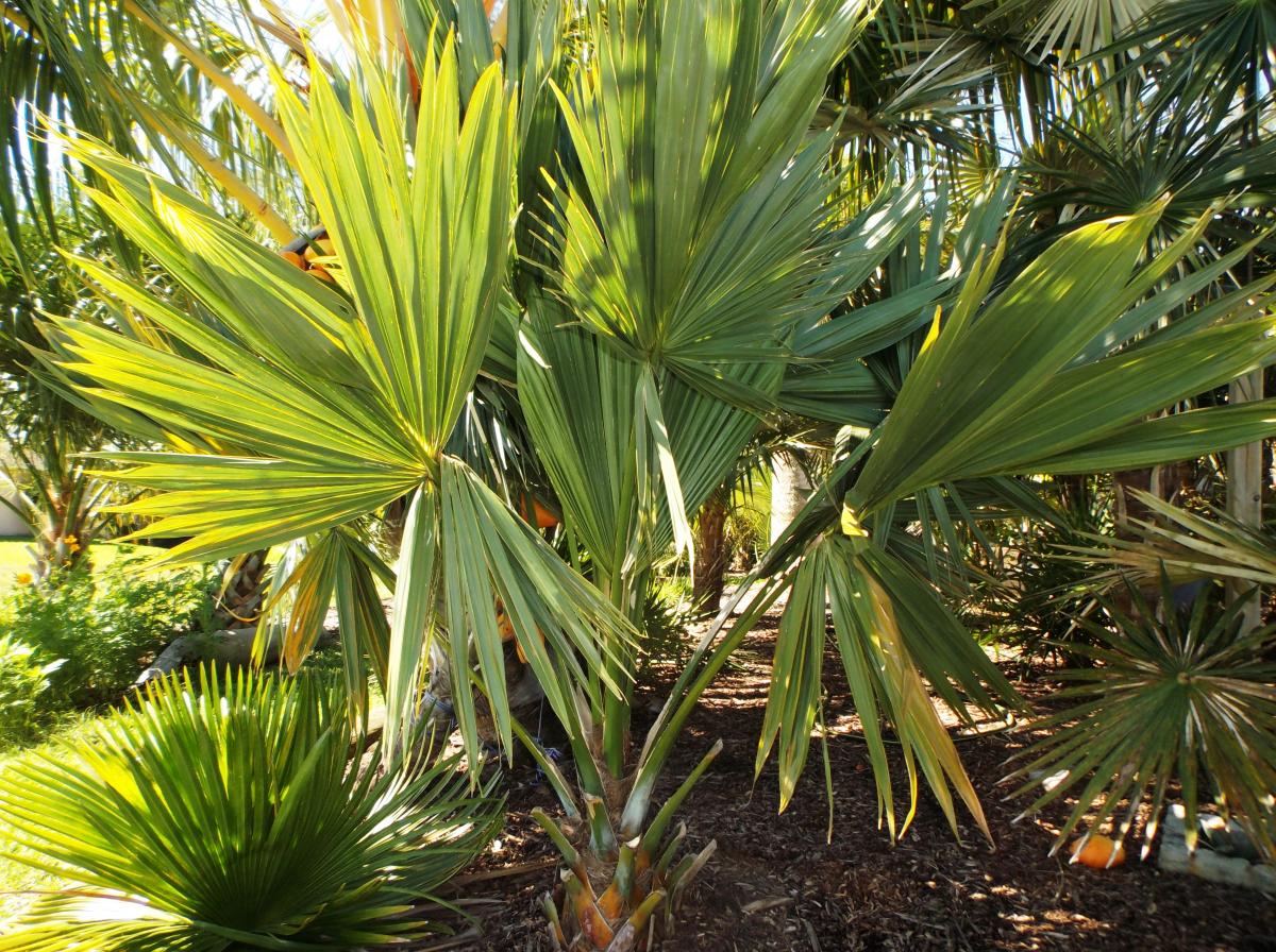 Sabal Palmetto Lisa Update: No Flowers, No Seeds Yet - Discussing Palm 