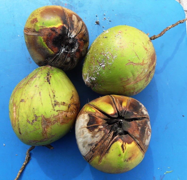 Got coconuts? - DISCUSSING PALM TREES WORLDWIDE - PalmTalk