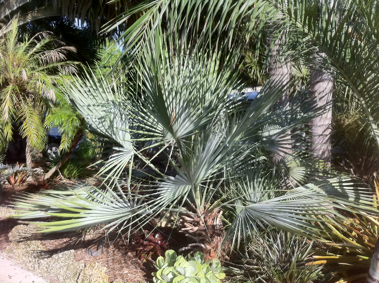 Brahea decumbens in south Florida - DISCUSSING PALM TREES WORLDWIDE ...