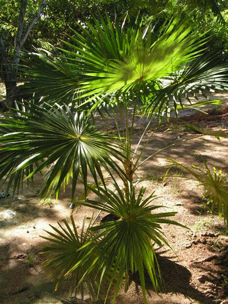 How about Coccothrinax pictures - DISCUSSING PALM TREES WORLDWIDE ...