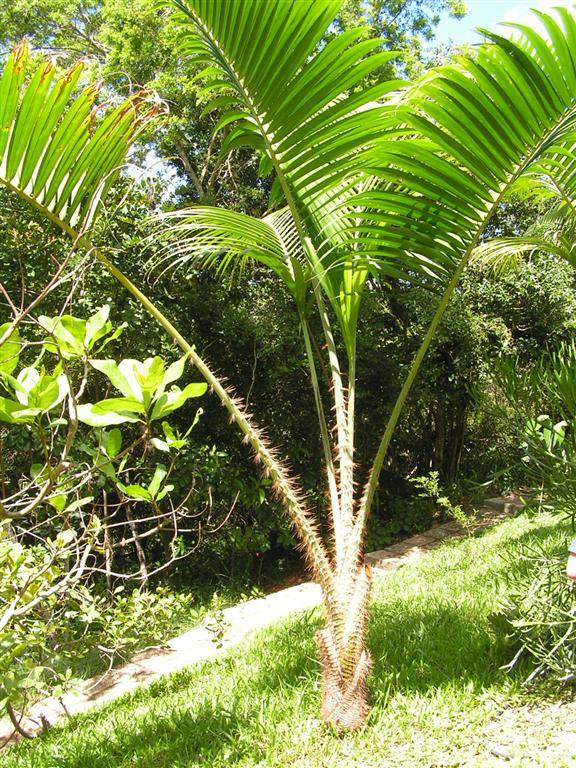 Pigafetta filaris - DISCUSSING PALM TREES WORLDWIDE - PalmTalk