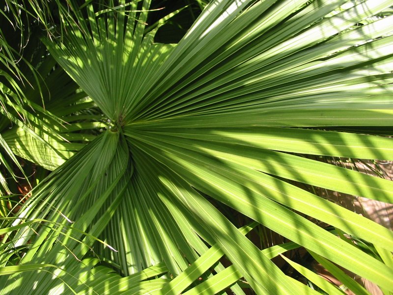 Livingstonia decora/decipiens - DISCUSSING PALM TREES WORLDWIDE - PalmTalk