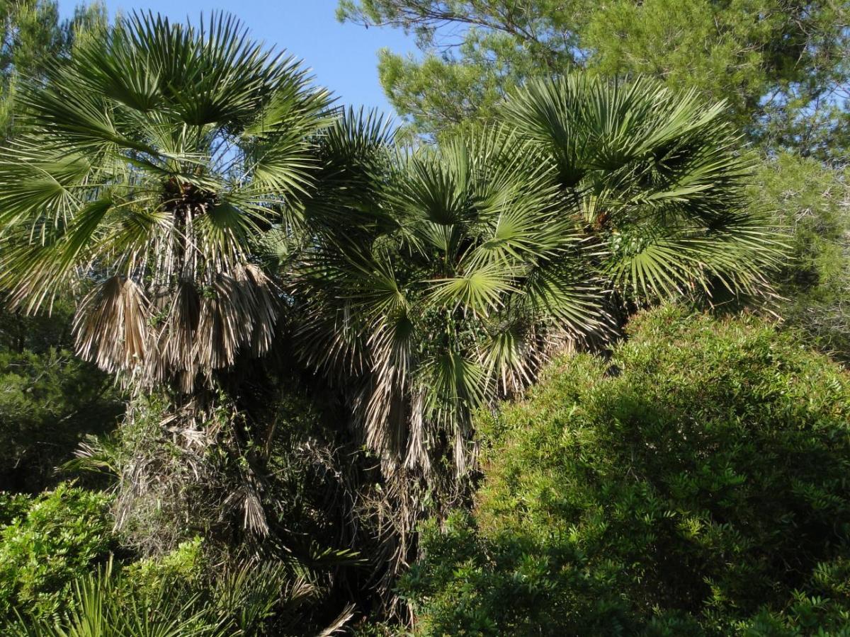 chamaerops humilis in habitat - DISCUSSING PALM TREES WORLDWIDE - PalmTalk