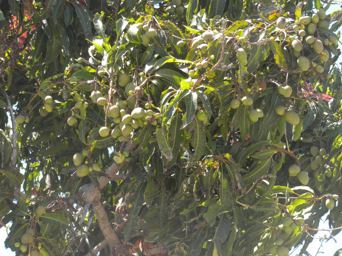 Mango Trees - TROPICAL LOOKING PLANTS - Other Than Palms - PalmTalk