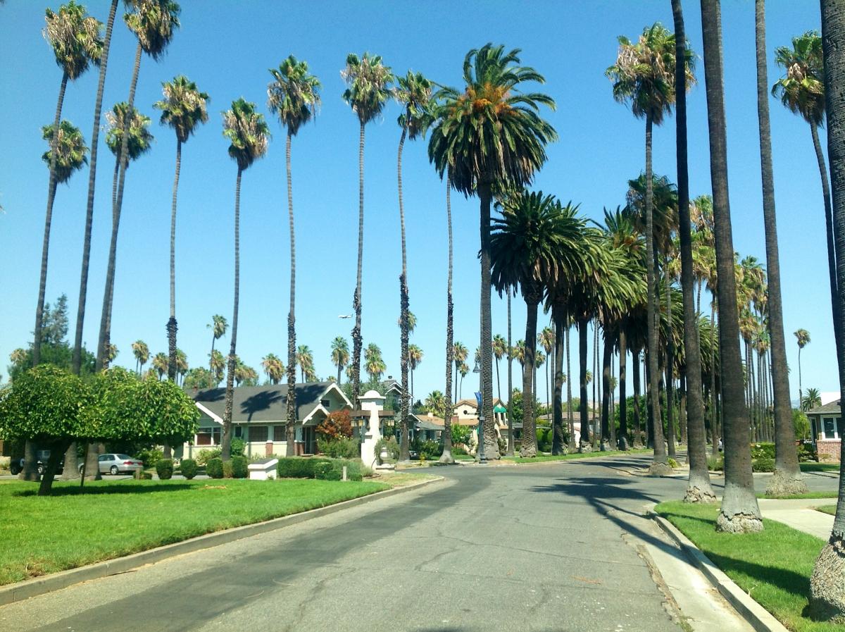 A VERY Palmy Neighborhood - DISCUSSING PALM TREES WORLDWIDE - PalmTalk