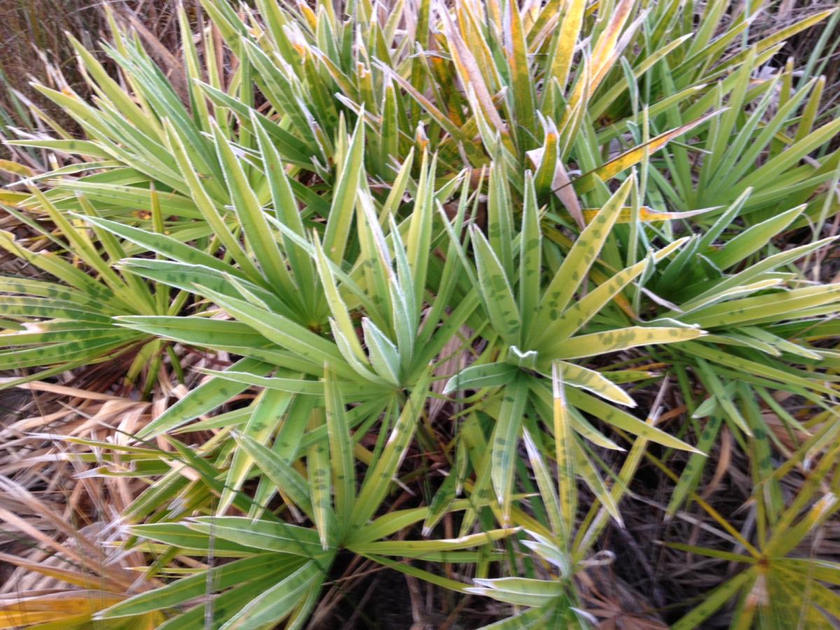 Serenoa Repens With Cold Damage At 29F - DISCUSSING PALM TREES ...