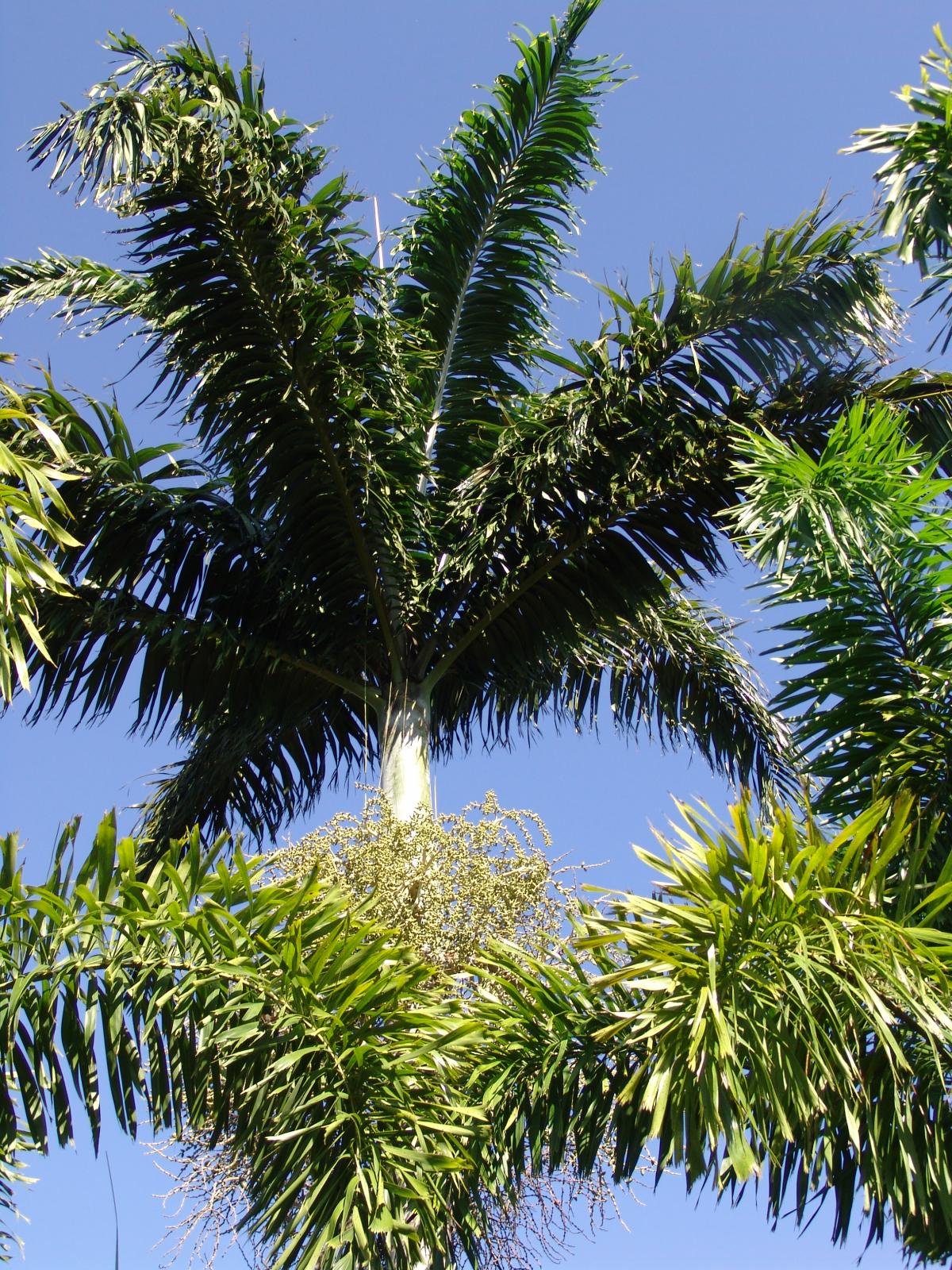 Foxtail crossed with Manila Palm - DISCUSSING PALM TREES WORLDWIDE ...