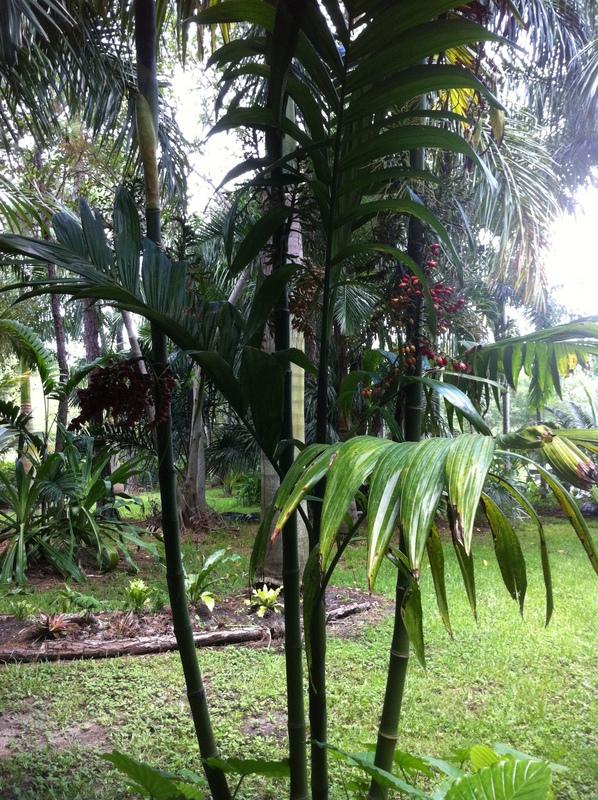 clumping Dypsis perfection - DISCUSSING PALM TREES WORLDWIDE - PalmTalk