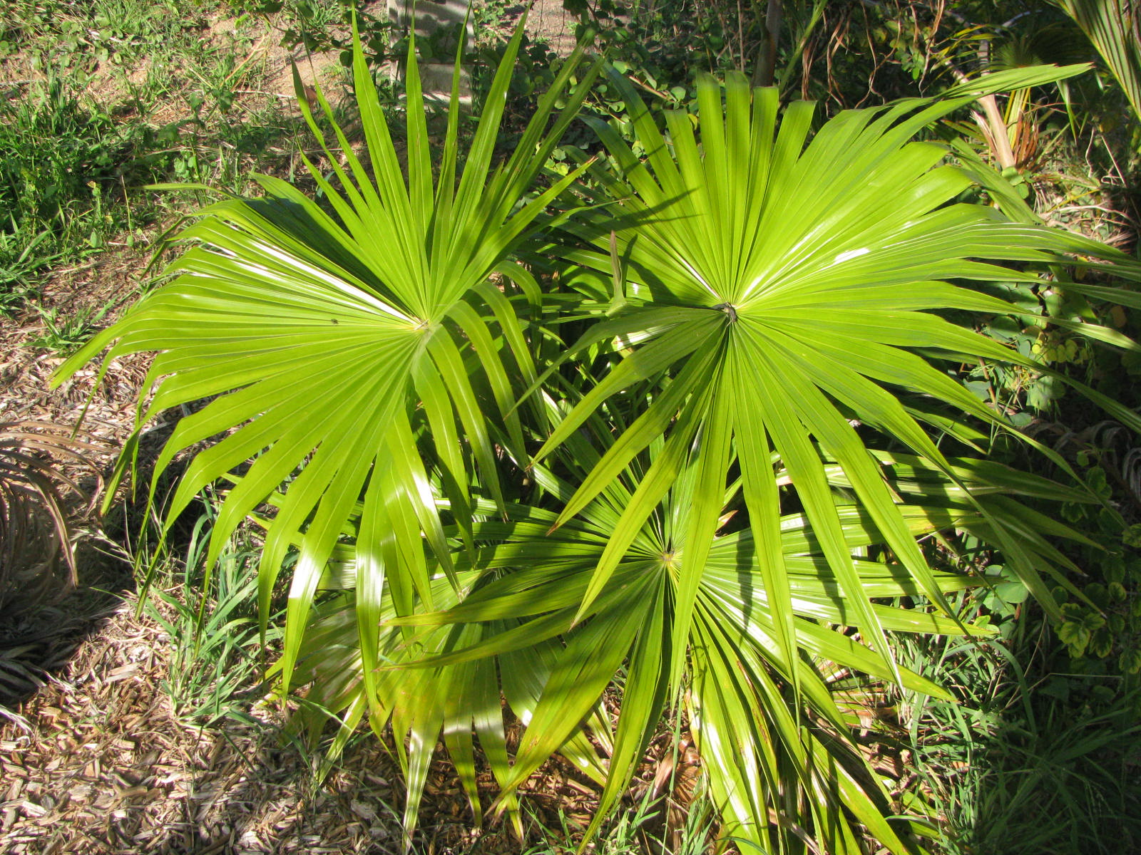 Livistona! Speciosa! - DISCUSSING PALM TREES WORLDWIDE - PalmTalk