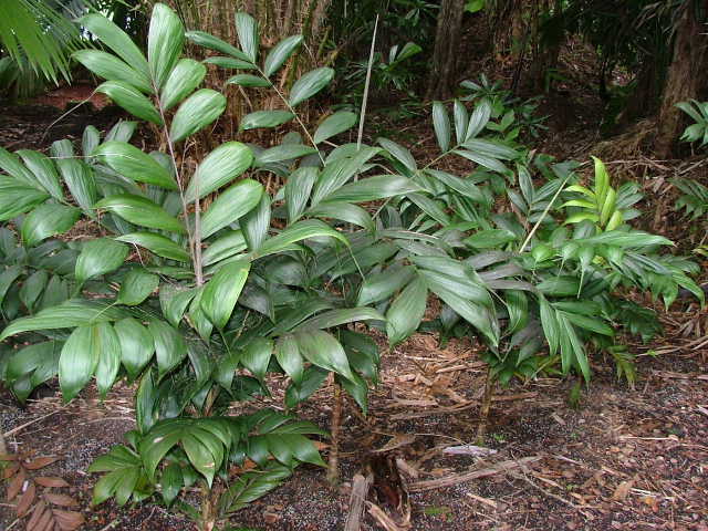 Calyptrocalyx spicatus - DISCUSSING PALM TREES WORLDWIDE - PalmTalk