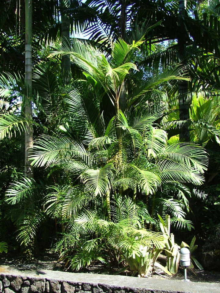 Pinanga elmerii & philippinensis - DISCUSSING PALM TREES WORLDWIDE ...