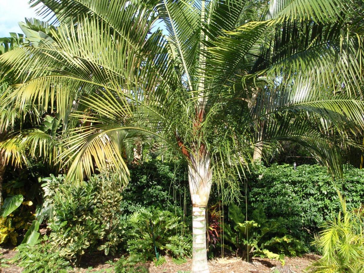 Dypsis Leptocheilos X Decaryi Hybrid - Discussing Palm Trees Worldwide 