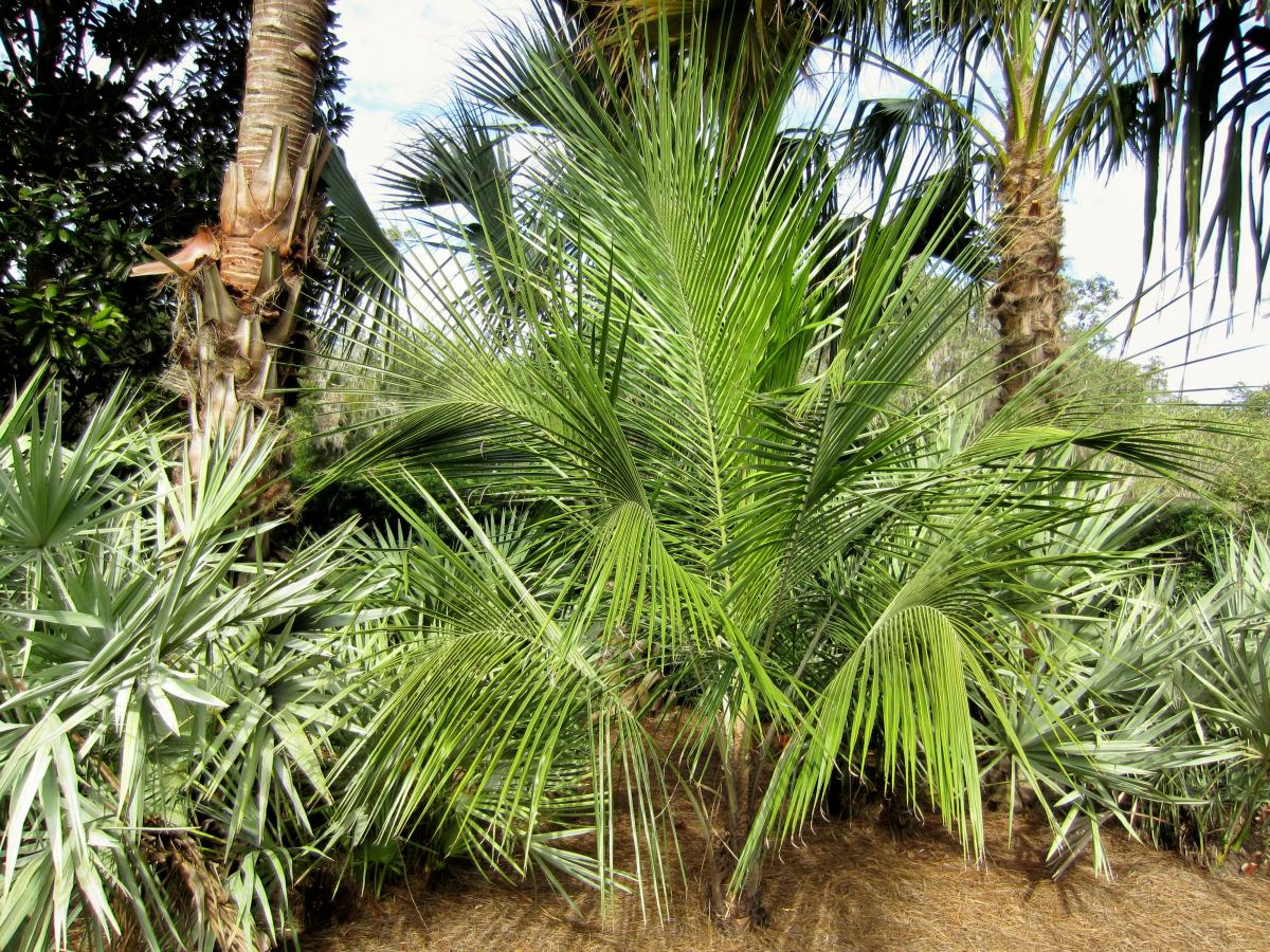 Beccariophoenix alfredii- a definite Coconut lookalike - DISCUSSING ...