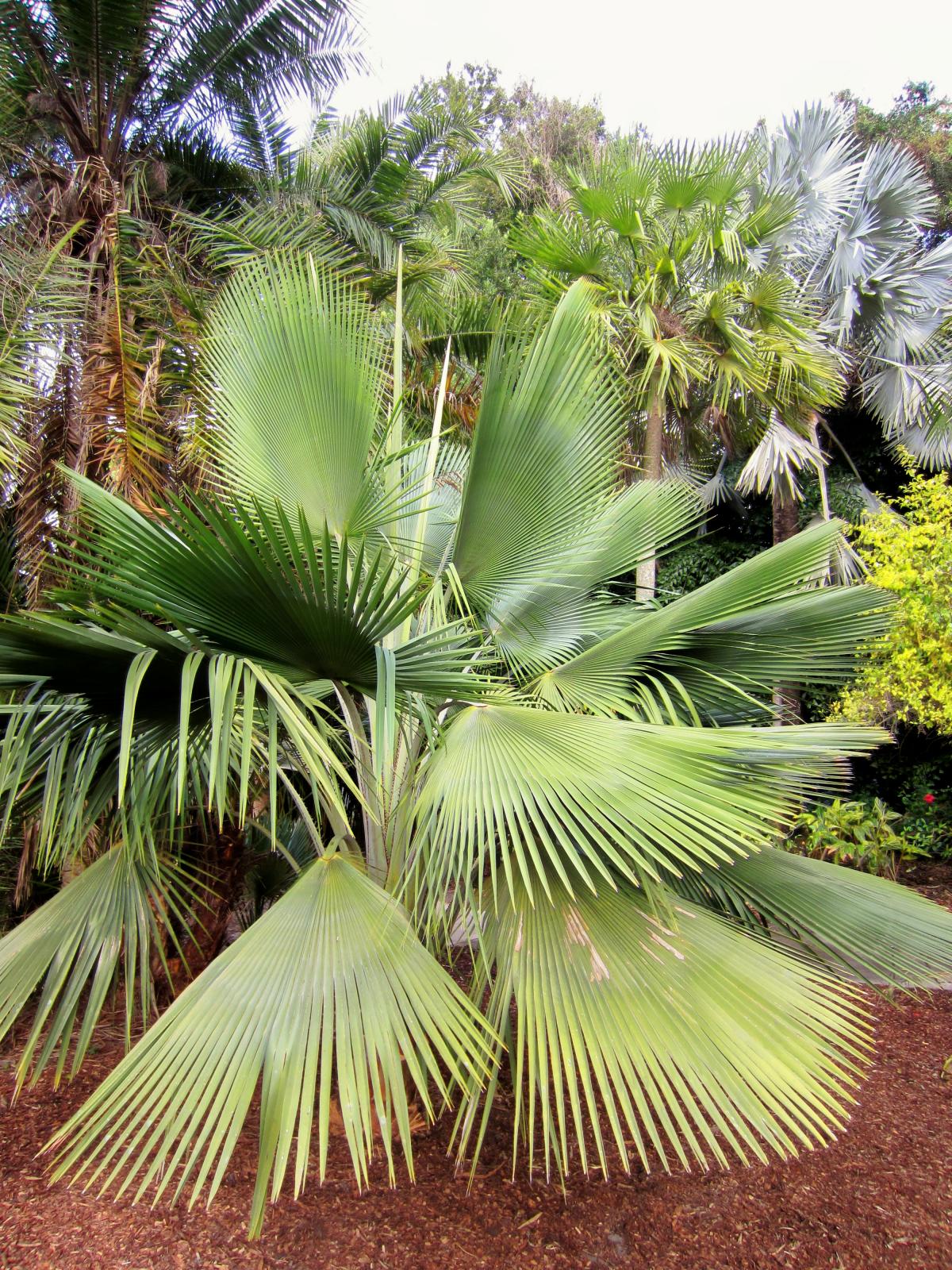 Copernicia x vespertilionum (C. gigas x C. rigida) - DISCUSSING PALM ...