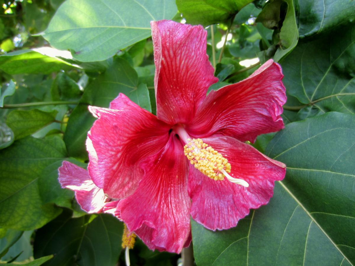 Thespesia grandiflora- a WOW Hibiscus tree! - TROPICAL LOOKING PLANTS ...