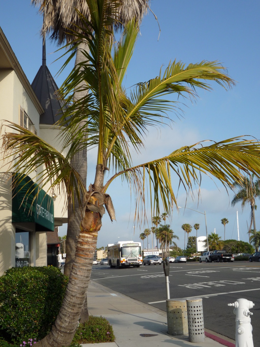 Coconut tree in Orange County - DISCUSSING PALM TREES WORLDWIDE - PalmTalk