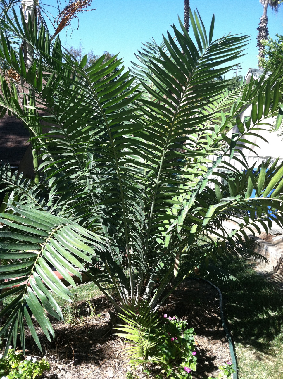 Show us your Cycas! - TROPICAL LOOKING PLANTS - Other Than Palms - PalmTalk