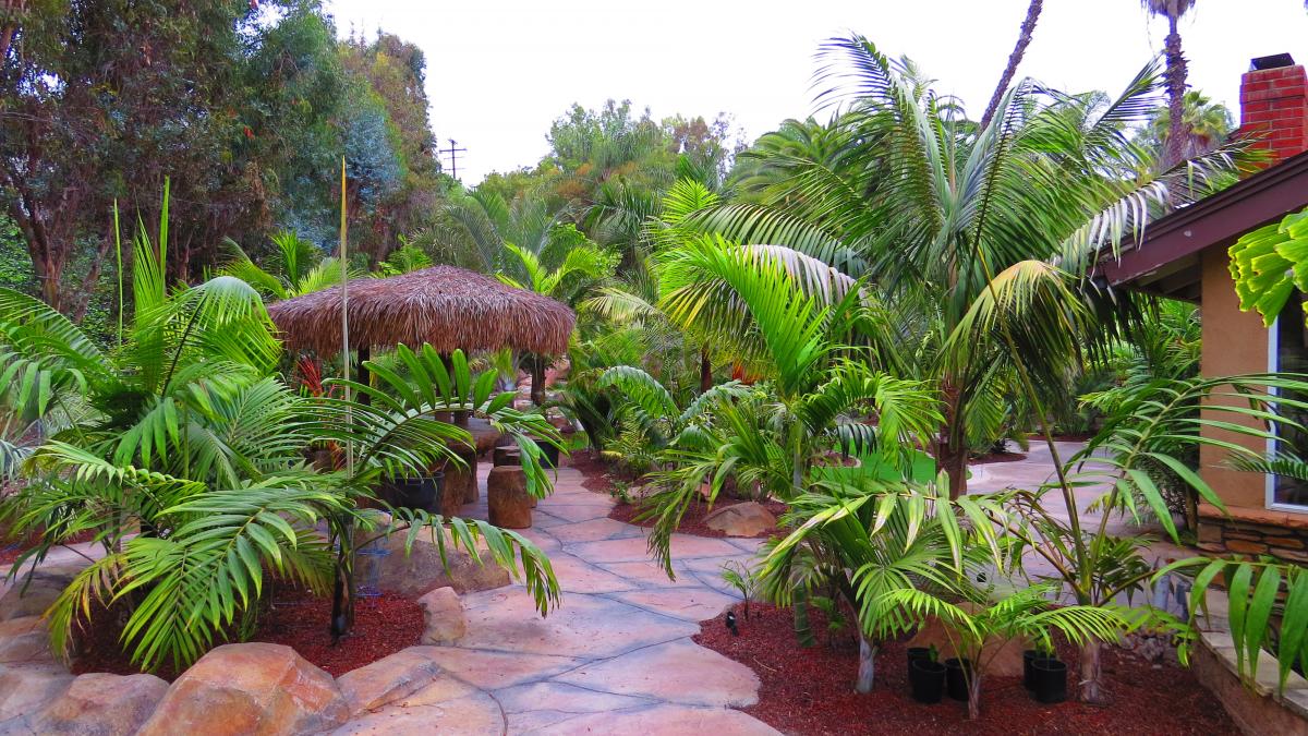 Garden Update - DISCUSSING PALM TREES WORLDWIDE - PalmTalk