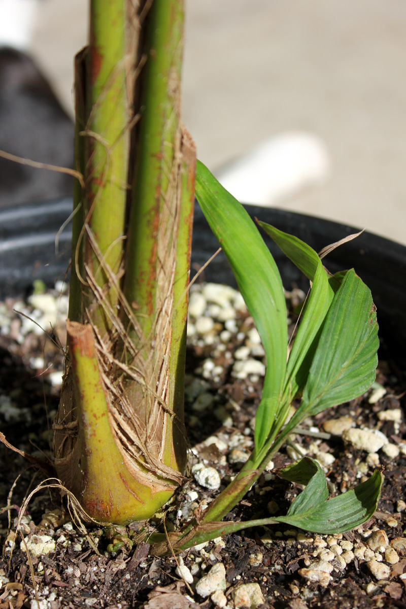 Calyptronoma Rivalis - Suckering? - DISCUSSING PALM TREES WORLDWIDE ...