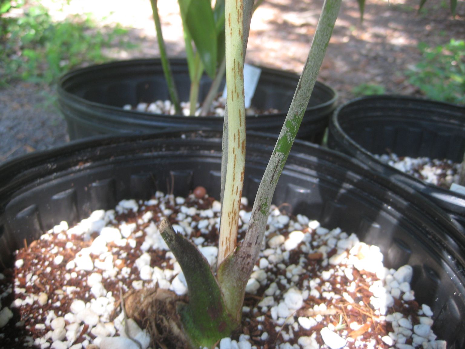 Dypsis sp. dark mealy bug - DISCUSSING PALM TREES WORLDWIDE - PalmTalk