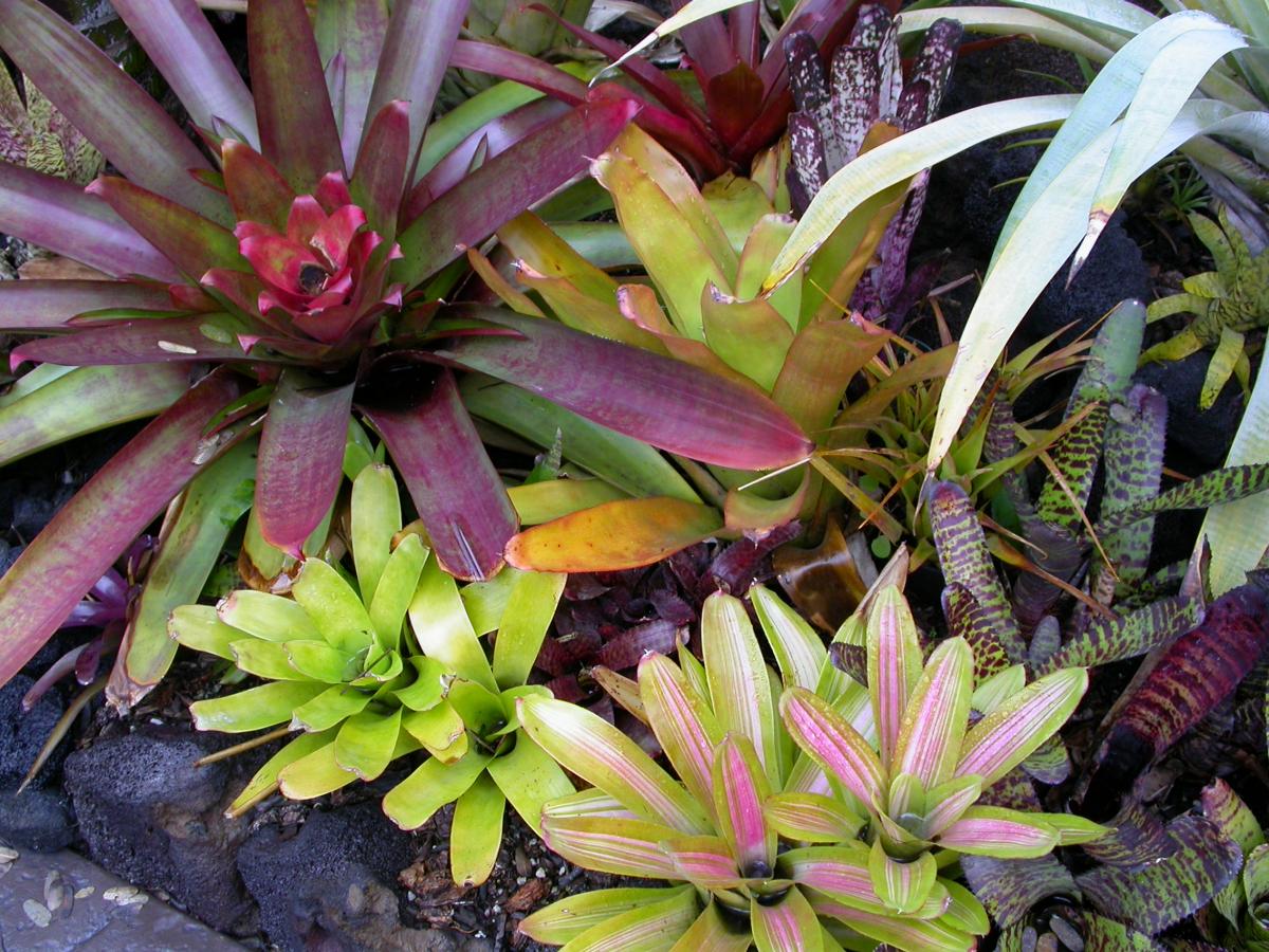 Werauhia kupperiana - TROPICAL LOOKING PLANTS - Other Than Palms - PalmTalk