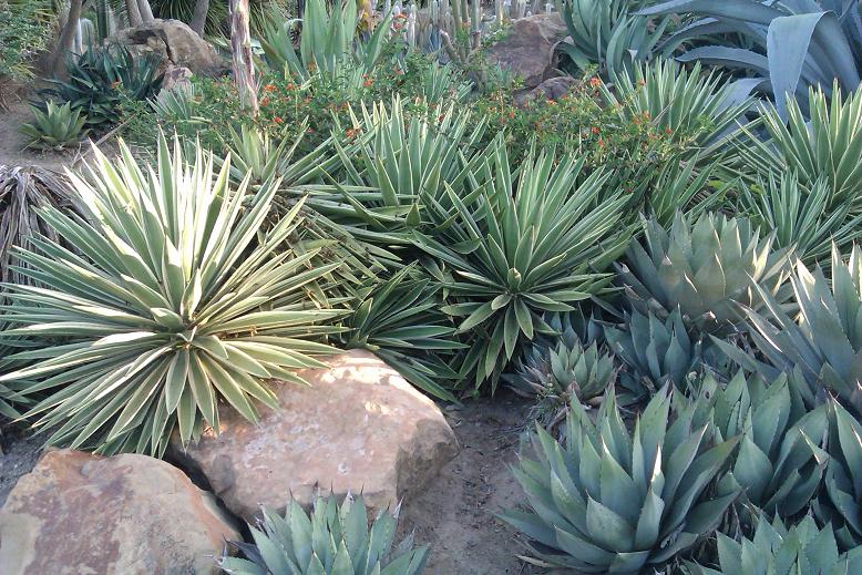 cactus and tropicals